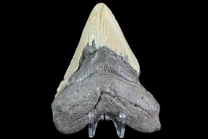 Bargain, Megalodon Tooth - North Carolina #83902
